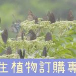 原生植物植栽訂購專區