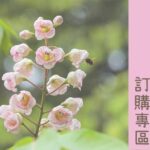 特選原生植物訂購平台